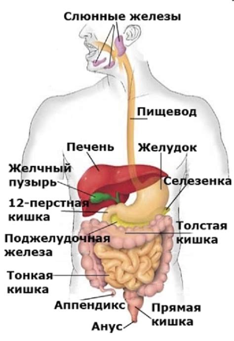 Причина 1: нарушение пищеварения