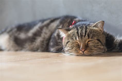 Причины, по которым кошка спит с открытыми глазами