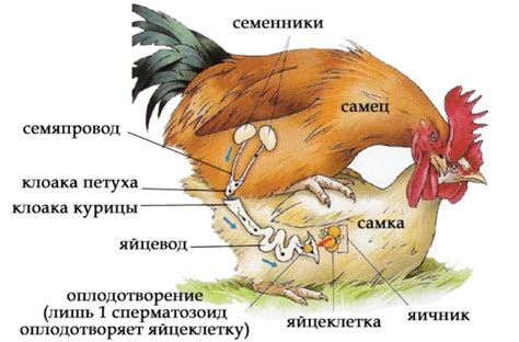 Причины, по которым петушки клюются в хвост у кур