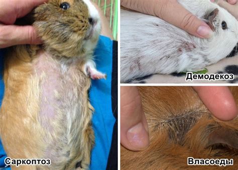 Причины укорочения шерсти на лбу у животных