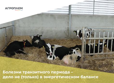 Проблемы со здоровьем коровы