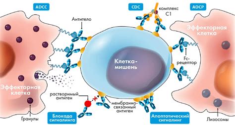 Продолжительность действия антител