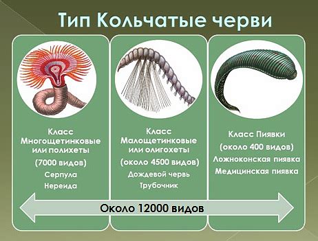 Происхождение червей в сахаре