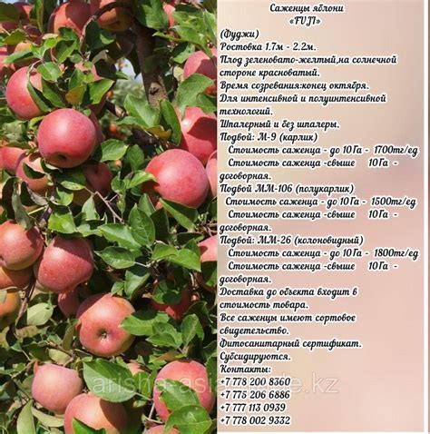 Происхождение яблок: откуда их привозят в Россию