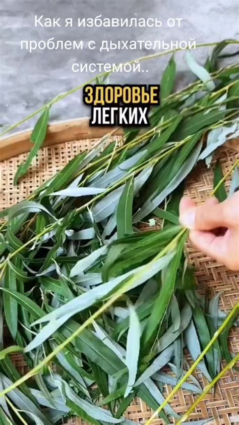 Профилактика и лечение проблем с дыхательной системой у чихуахуа