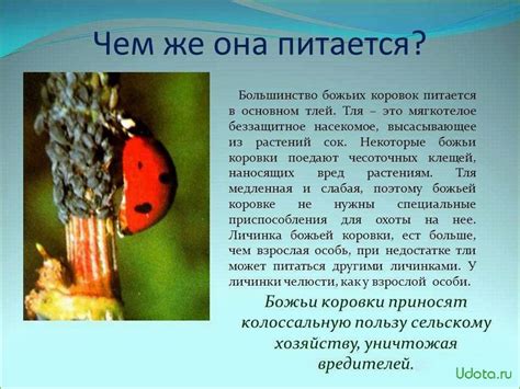 Профилактика и меры предотвращения массового появления божьих коровок