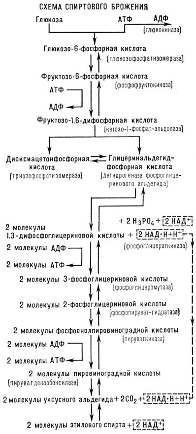 Процесс спиртового брожения