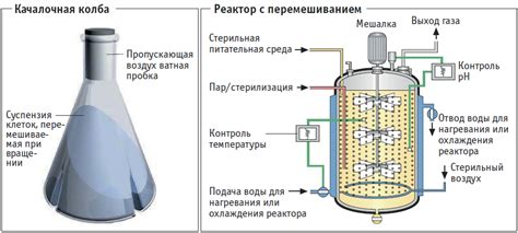 Процесс ферментации в вине