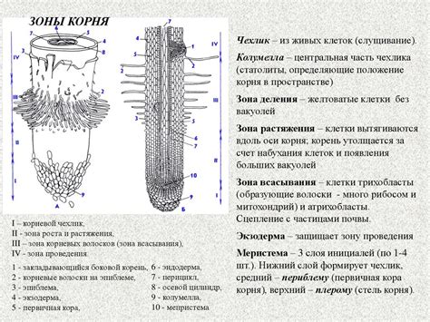 Пятое объяснение: защита клеток от повреждений