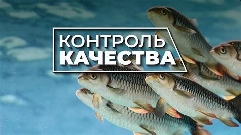 Развитие рыбоводства: перспективы, вклад и экологические преимущества