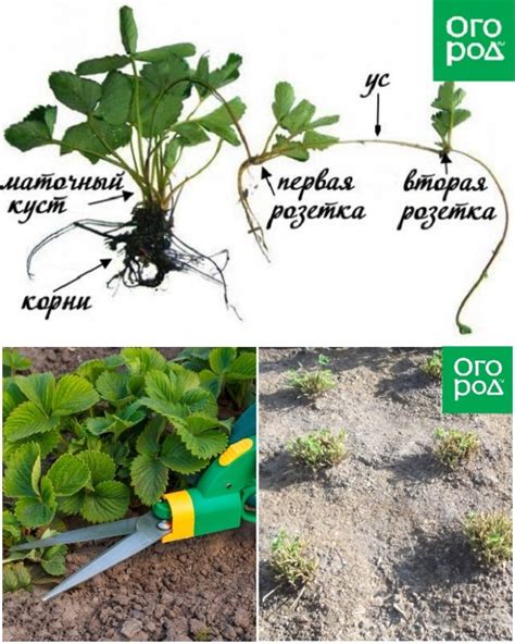 Раздел 2: Когда и как опрыскивать клубнику фитоспорином