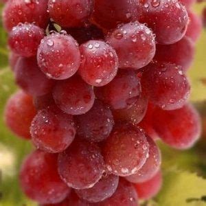 Различия между виноградом кишмишем и обычным виноградом
