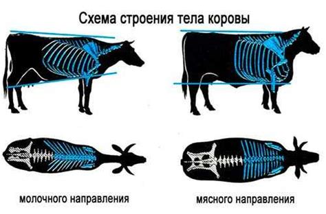 Различия между молокоотделением у женщин и коров