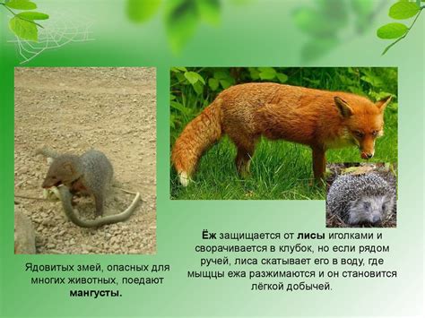 Различные адаптации животных к окружающей среде