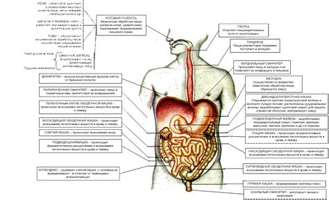 Различные пищеварительные системы