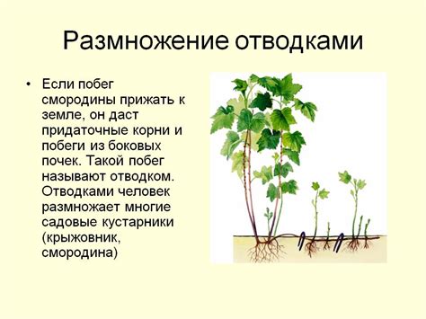 Размножение растения с помощью воздушных корней