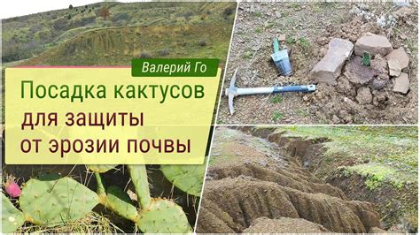 Растения - защитники почвы от эрозии