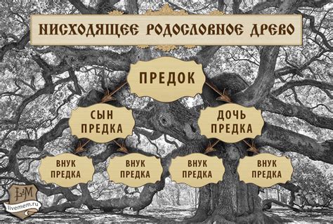 Расширение генеалогического древа