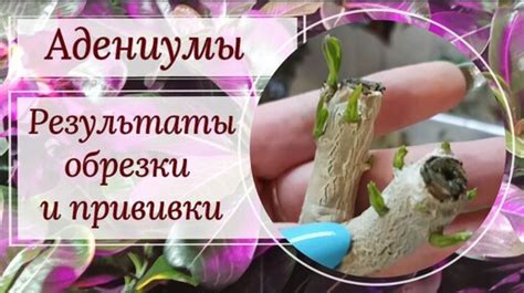 Результаты обрезки физалиса