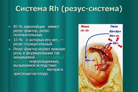 Риск резус-конфликта и несовместимость групп крови