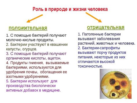 Роль бактерий в репродуктивной системе