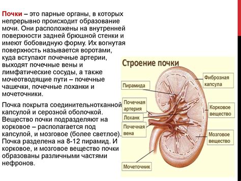 Роль выделительной системы