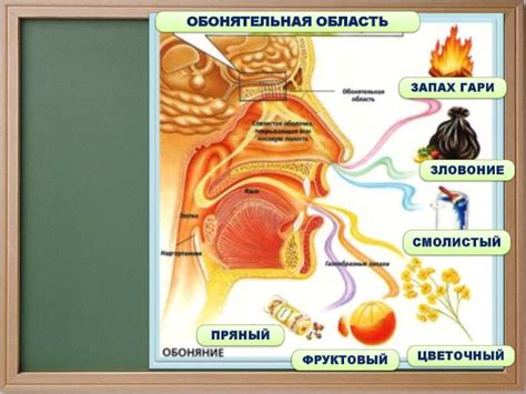 Роль главных компонентов комбилипена во вкусовых ощущениях