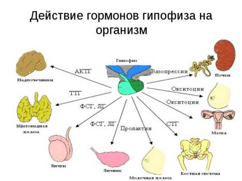 Роль гормонов в изменении пищевых пристрастий