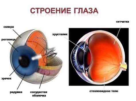 Роль зрачка в формировании глазного свечения
