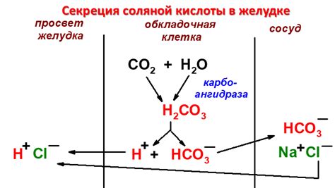 Роль кислоты в маринаде