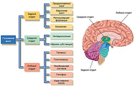 Роль нейропередачи в процессе возникновения мурашек