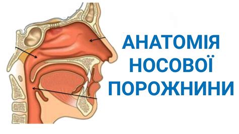 Роль носа в чувствительности хомяков