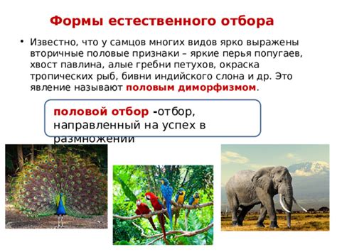 Роль почернения бороды в размножении и конкуренции самцов