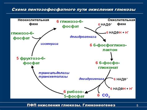 Роль процесса окисления