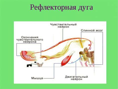 Роль рефлекса моргания в мире животных