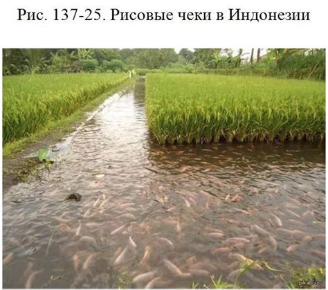 Роль рыболовства в сохранении популяции плотвы