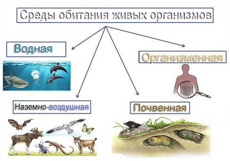 Роль среды обитания