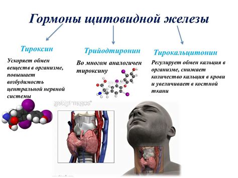 Роль щитовидной железы в организме и ее расстройства