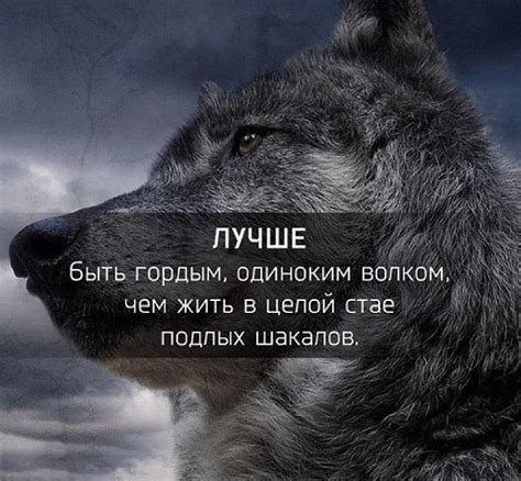 Связь волков и фразы "жить по волчьи": история и значение