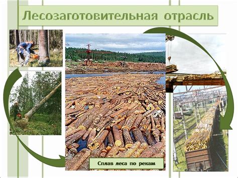 Связь география лесной промышленности