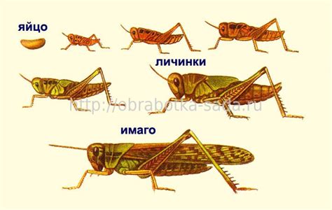 Связь с привлечением насекомых