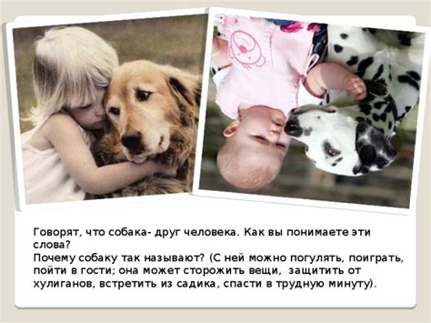 Секретный смысл: почему собаку называют "бегущей по радуге"