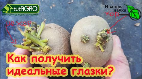Секреты удаления глазков с картофеля