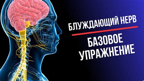 Синдром блуждающего нерва