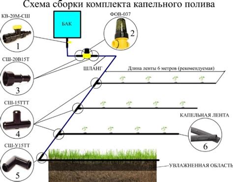 Система полива и ухода за морошкой в Подмосковье