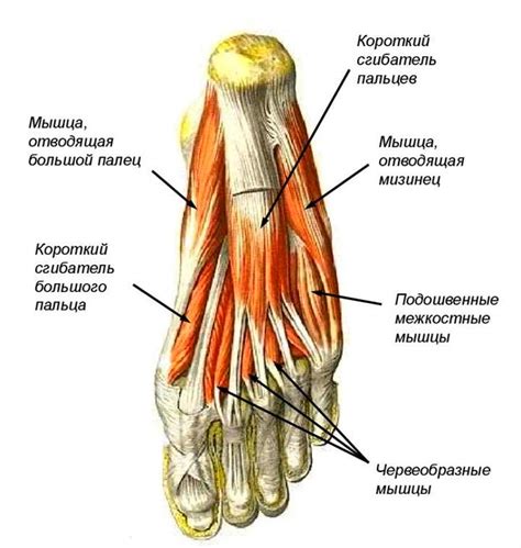Слабые мышцы стопы