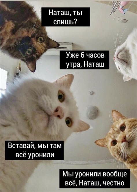 Собачка мем: влияние на интернет-культуру и популярность
