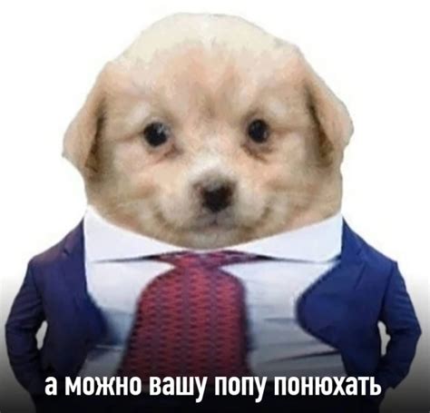 Собачка мем: самые известные представители