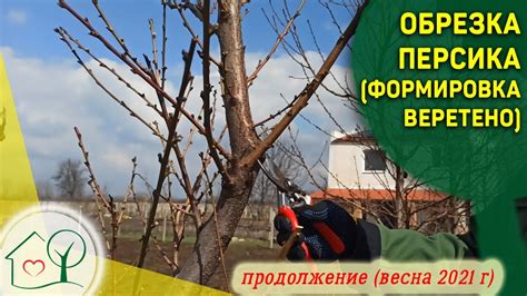 Советы по обрезке дубков