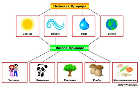 Солнечный свет: влияние на человека и окружающий мир